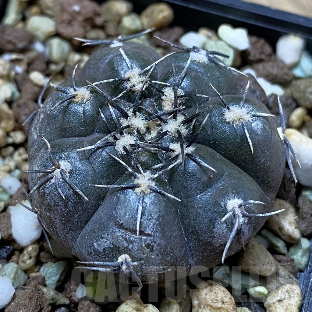 SH25019 Gymnocalycium berchtii VS 161
