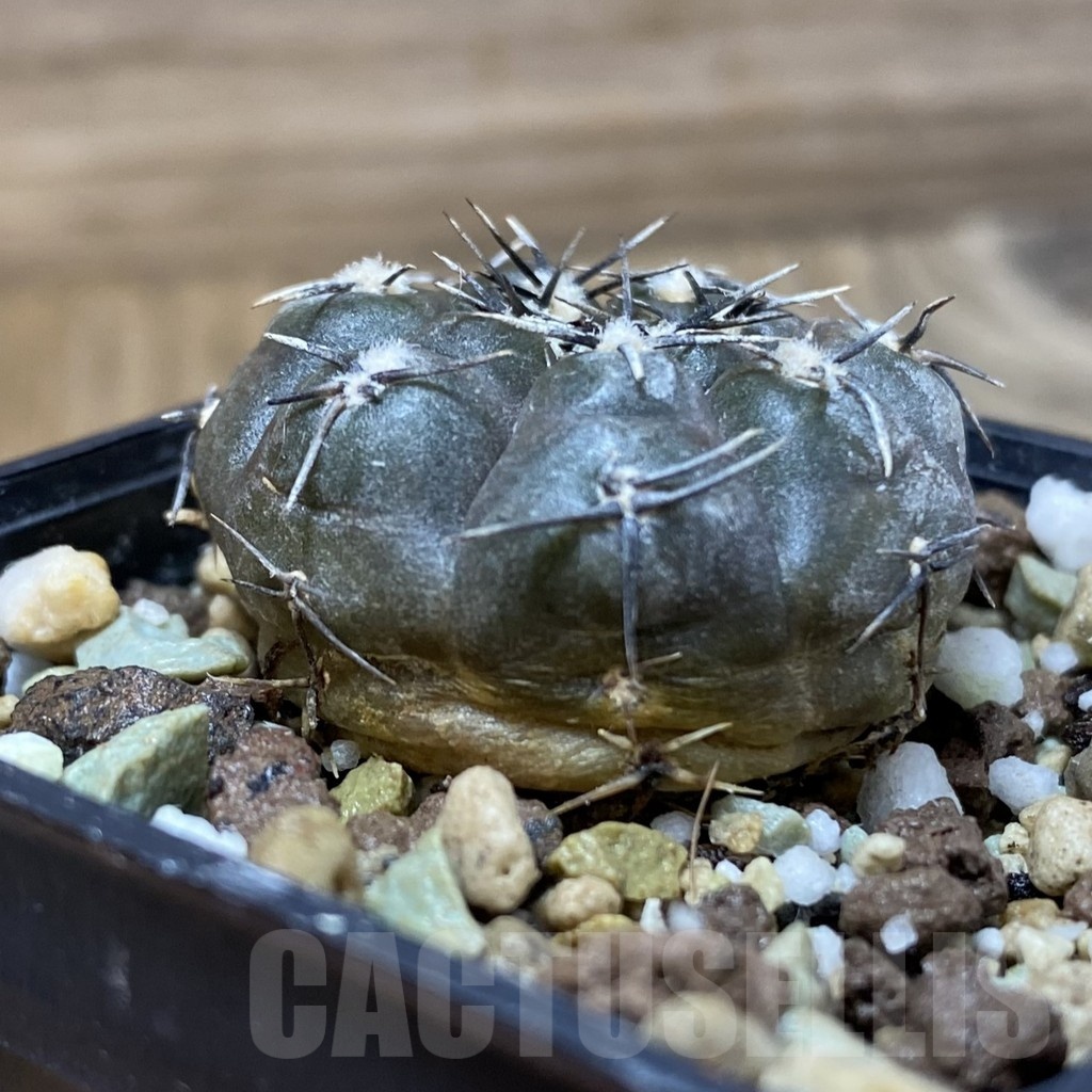 SH25019 Gymnocalycium berchtii VS 161 - Image 2