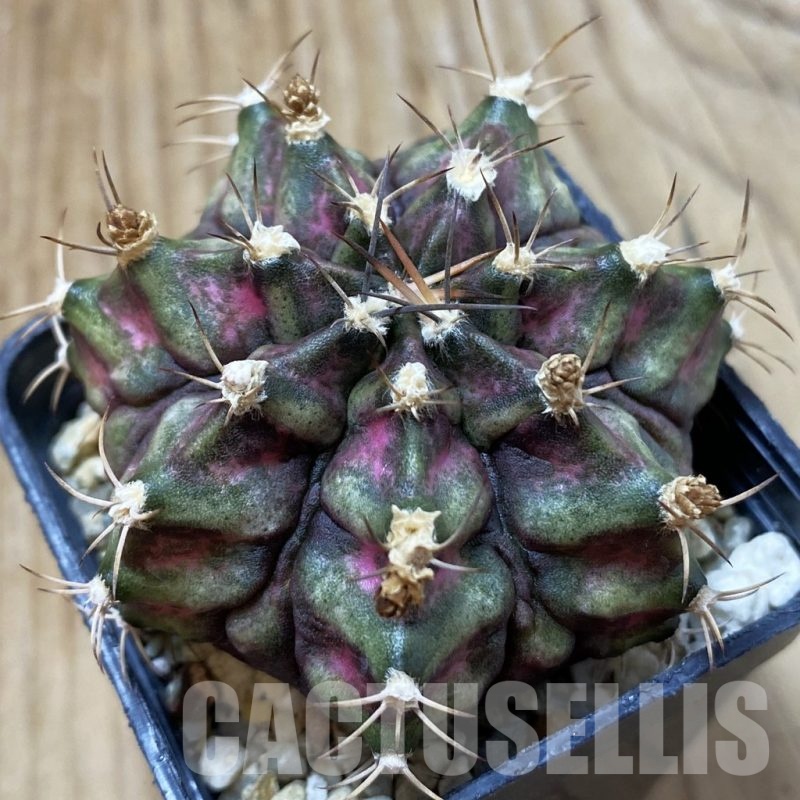 SH25020 Gymnocalycium mihanovichii 'T-Rex' hybrid, seedling