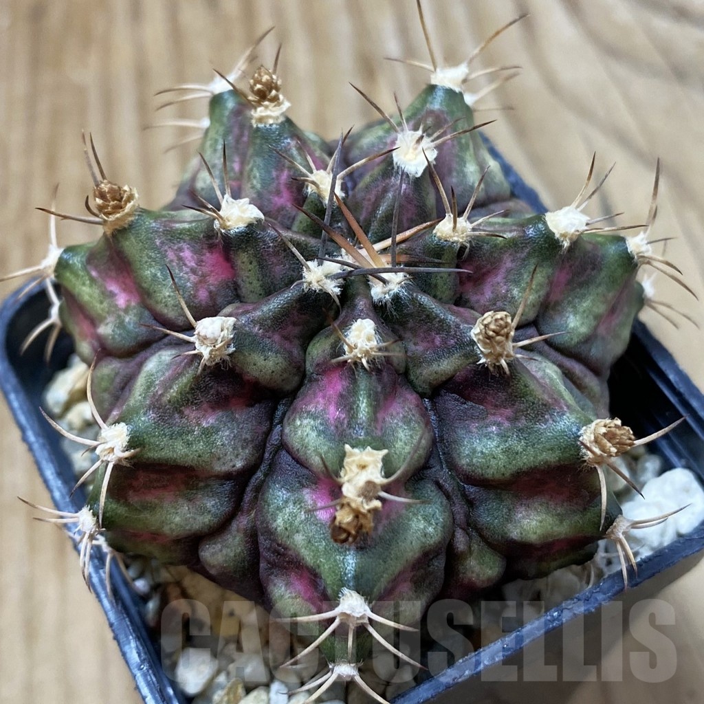 SH25020 Gymnocalycium mihanovichii 'T-Rex' hybrid, seedling