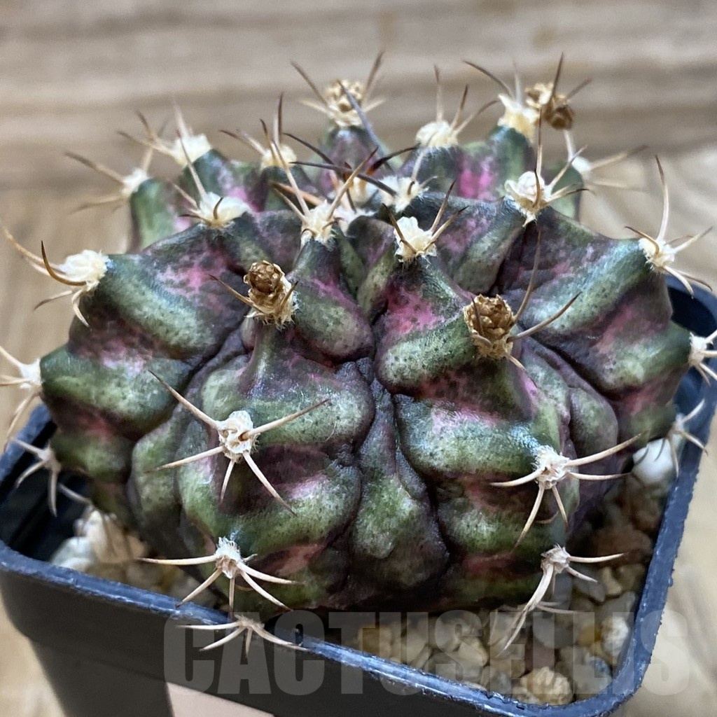 SH25020 Gymnocalycium mihanovichii 'T-Rex' hybrid, seedling - Image 2