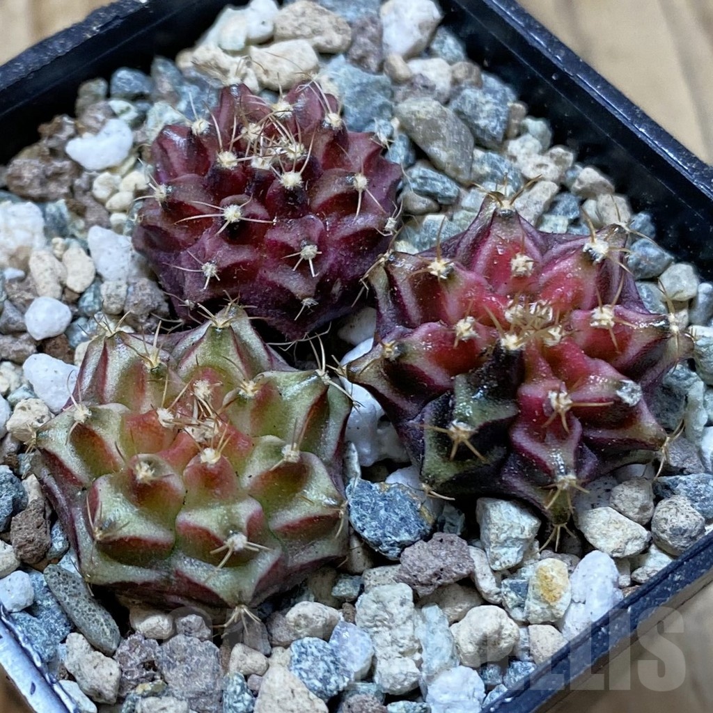 SH25022 Gymnocalycium mihanovichii ‘Neon’ hybrid, seedling mix