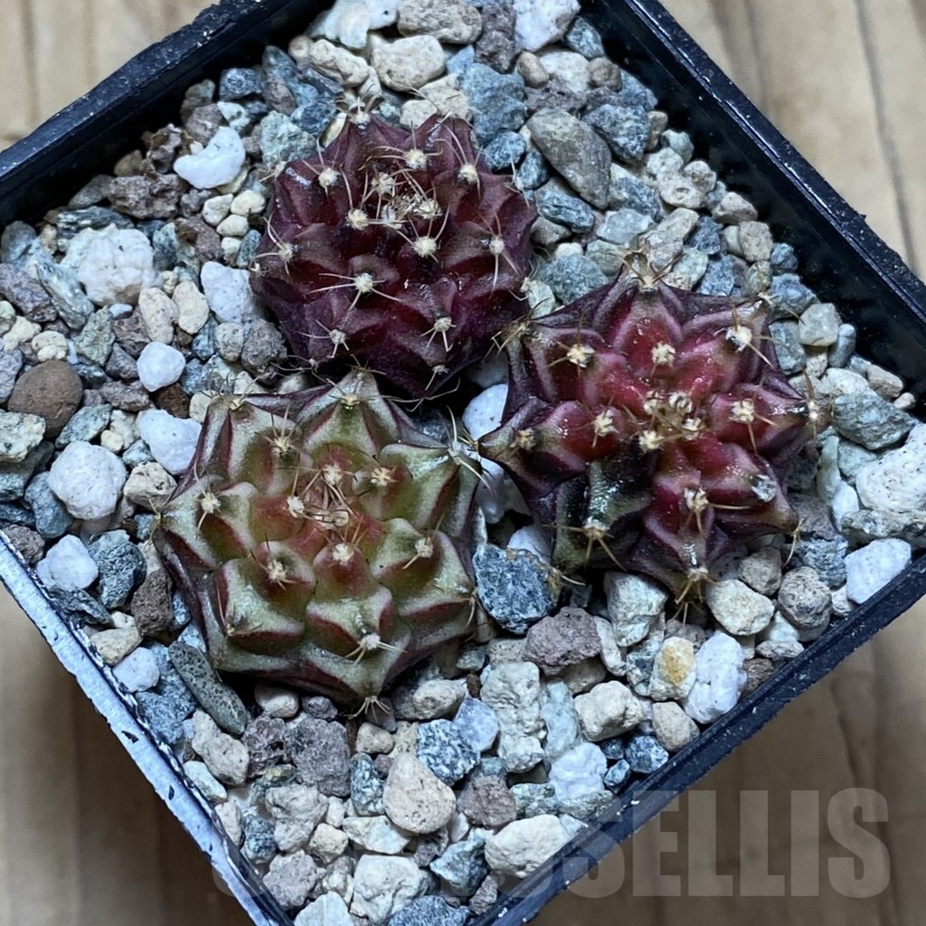 SH25022 Gymnocalycium mihanovichii ‘Neon’ hybrid, seedling mix - Image 2