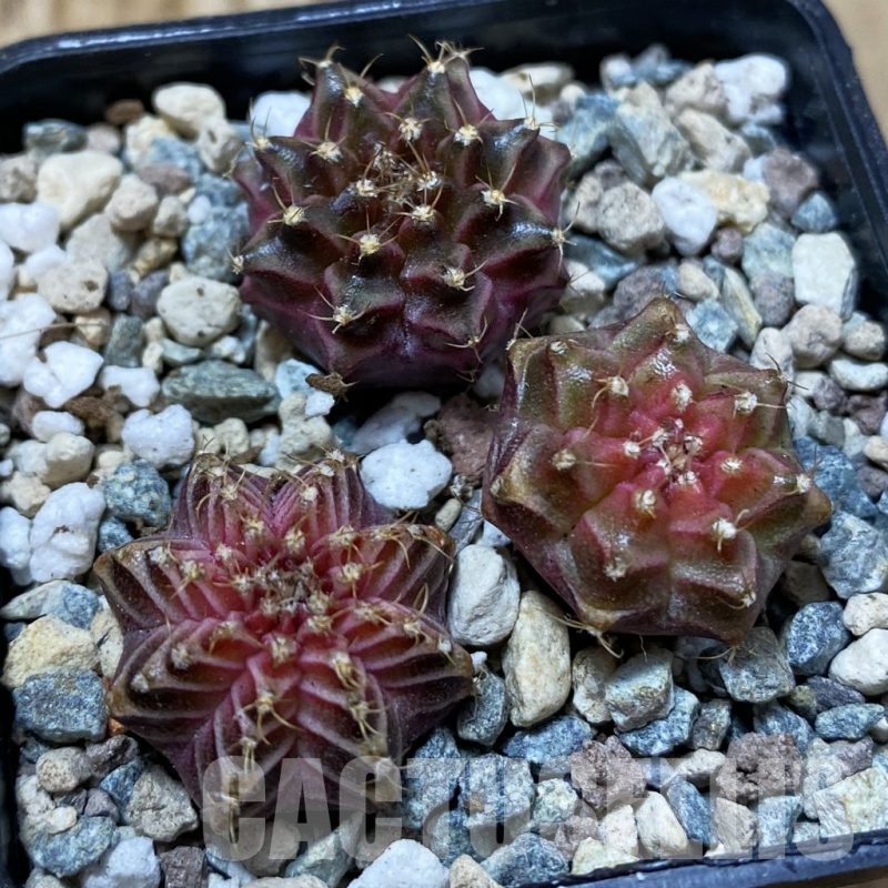 SH25023 Gymnocalycium mihanovichii ‘Neon’ hybrid, seedling mix