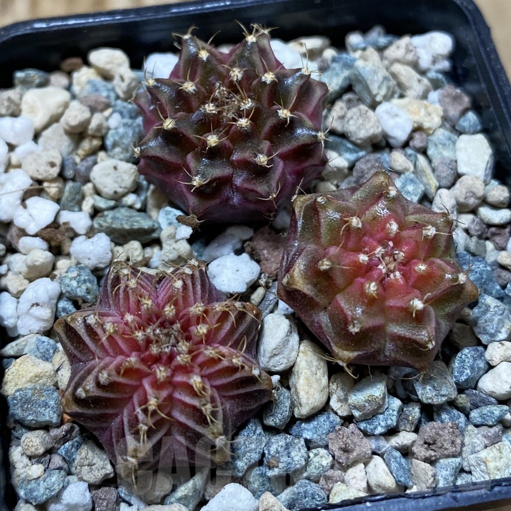SH25023 Gymnocalycium mihanovichii ‘Neon’ hybrid, seedling mix