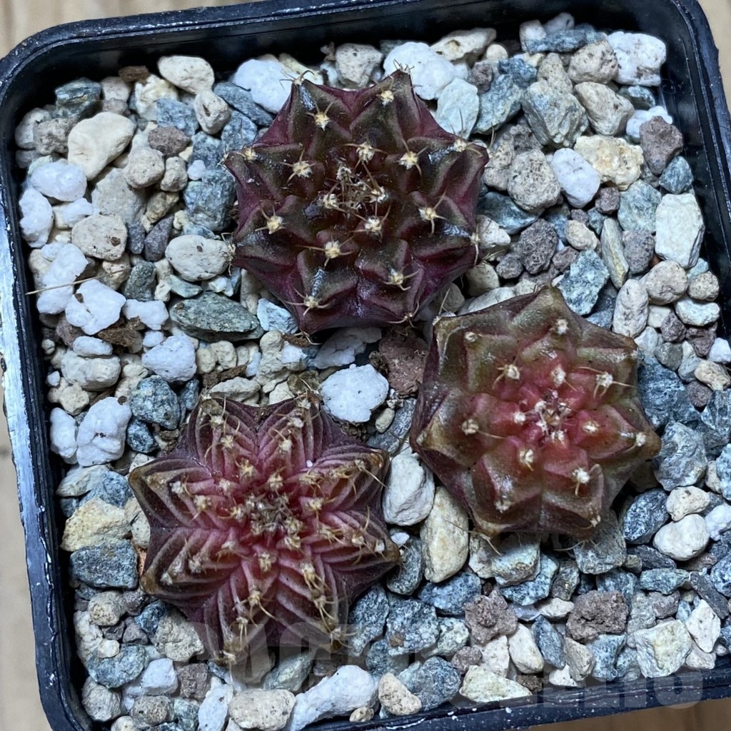 SH25023 Gymnocalycium mihanovichii ‘Neon’ hybrid, seedling mix - Image 2