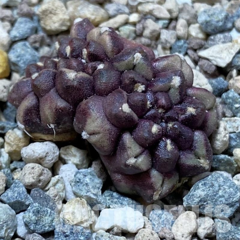SH25024 Gymnocalycium mihanovichii ‘Day Dream’ f. cristata