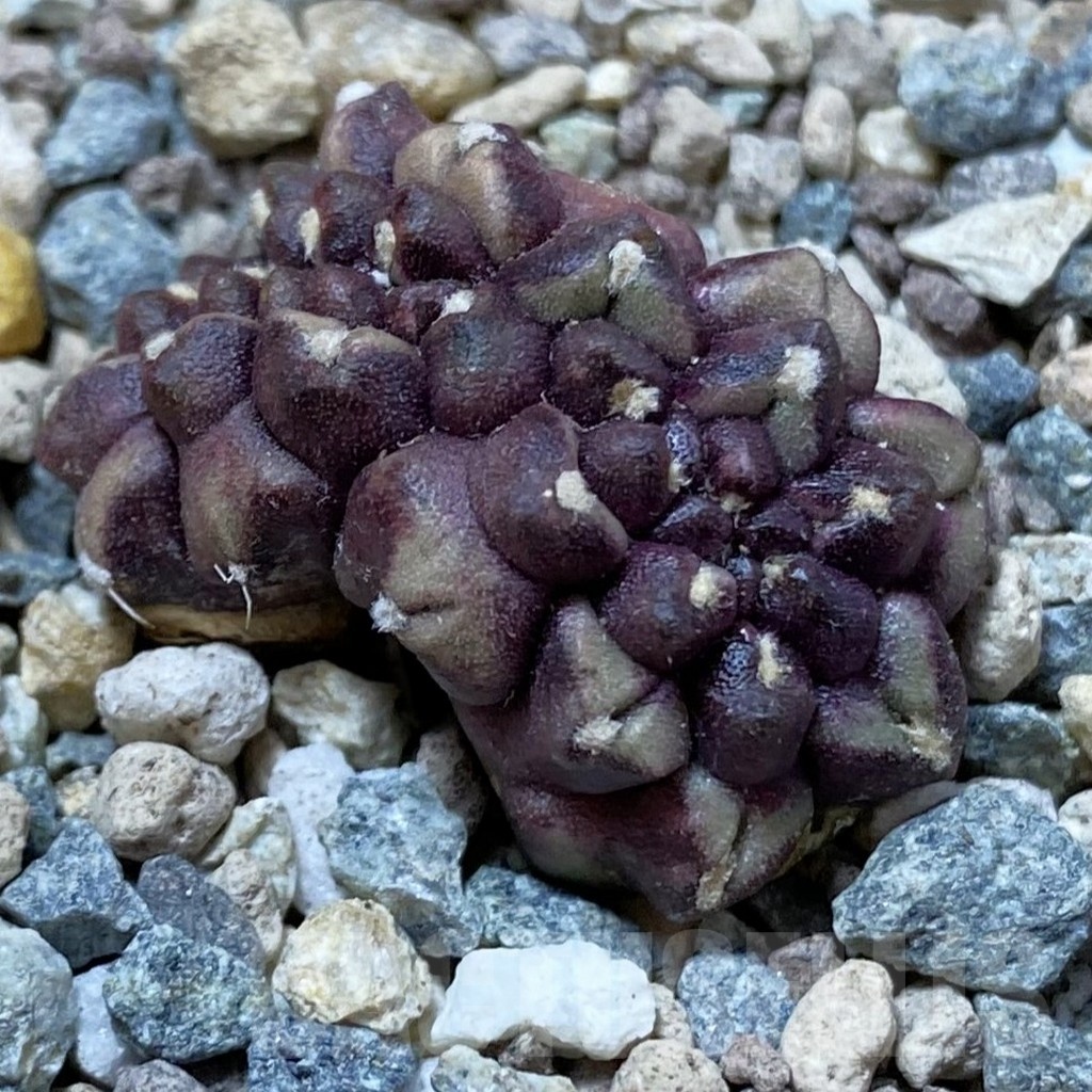 SH25024 Gymnocalycium mihanovichii ‘Day Dream’ f. cristata