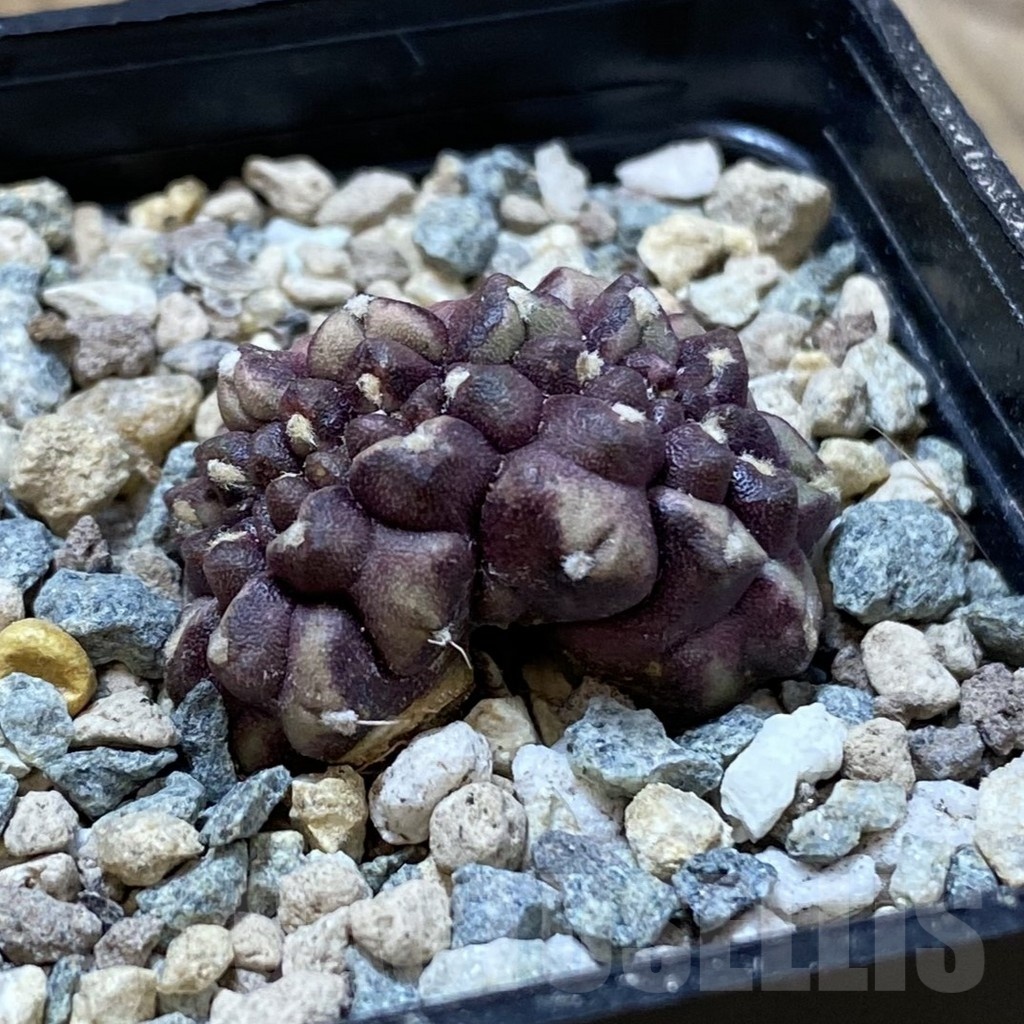SH25024 Gymnocalycium mihanovichii ‘Day Dream’ f. cristata - Image 2