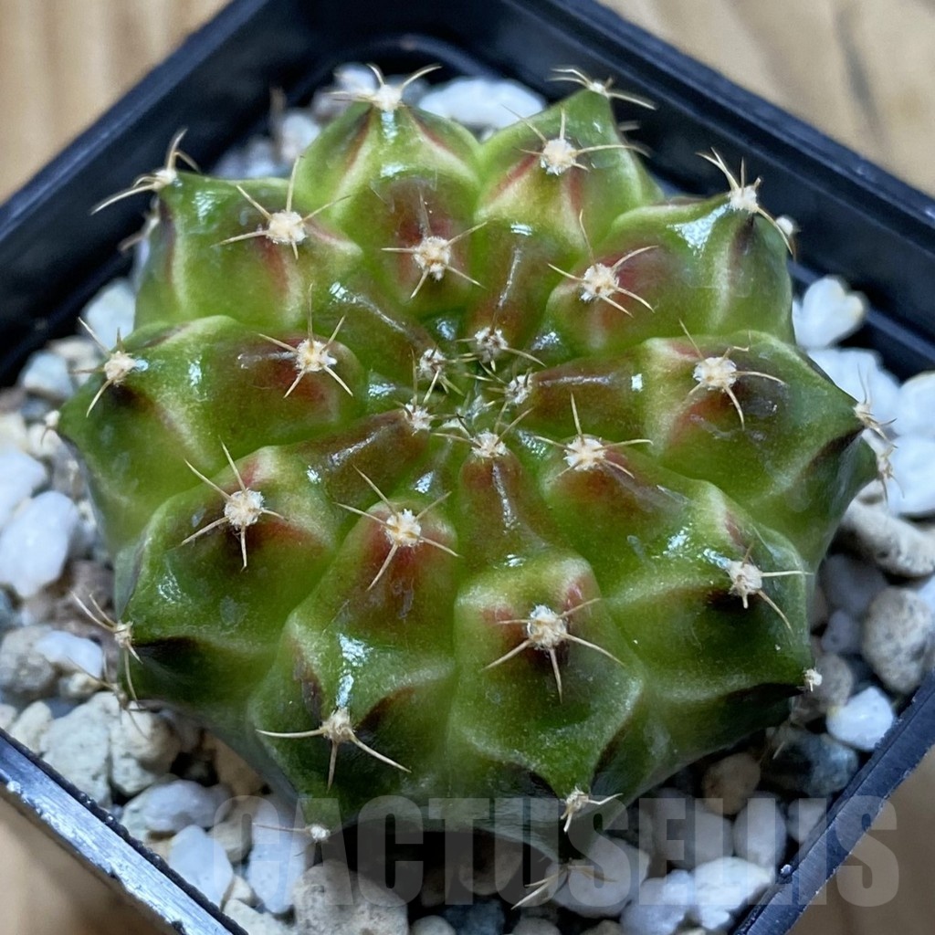 SH25025 Gymnocalycium mihanovichii ‘Neon’ hybrid