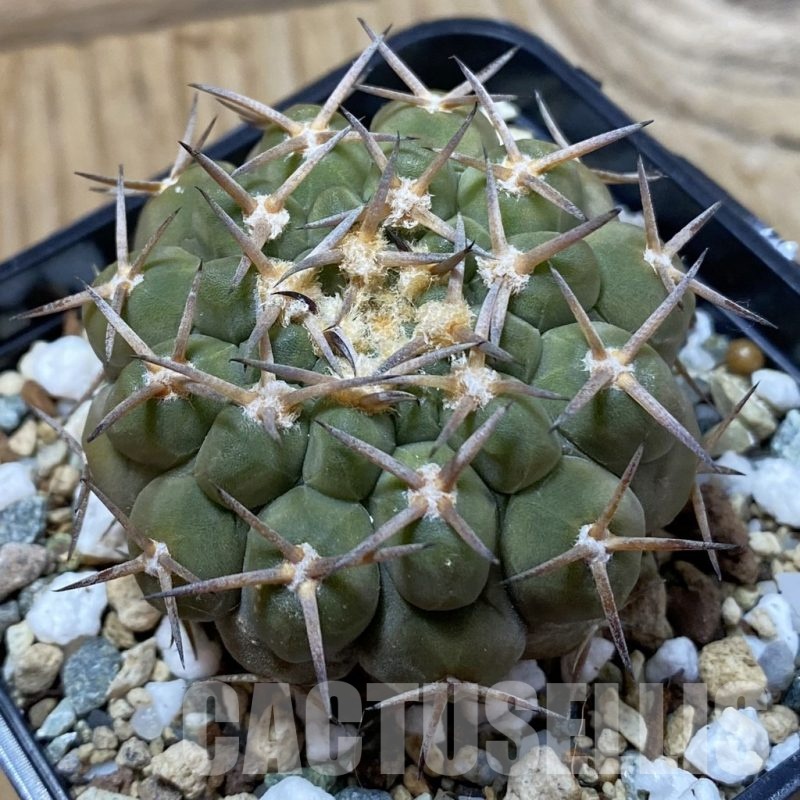 SH24974 Gymnocalycium varispinum