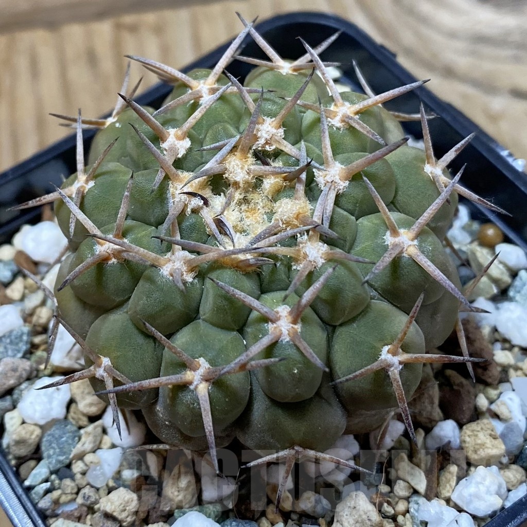 SH24974 Gymnocalycium varispinum