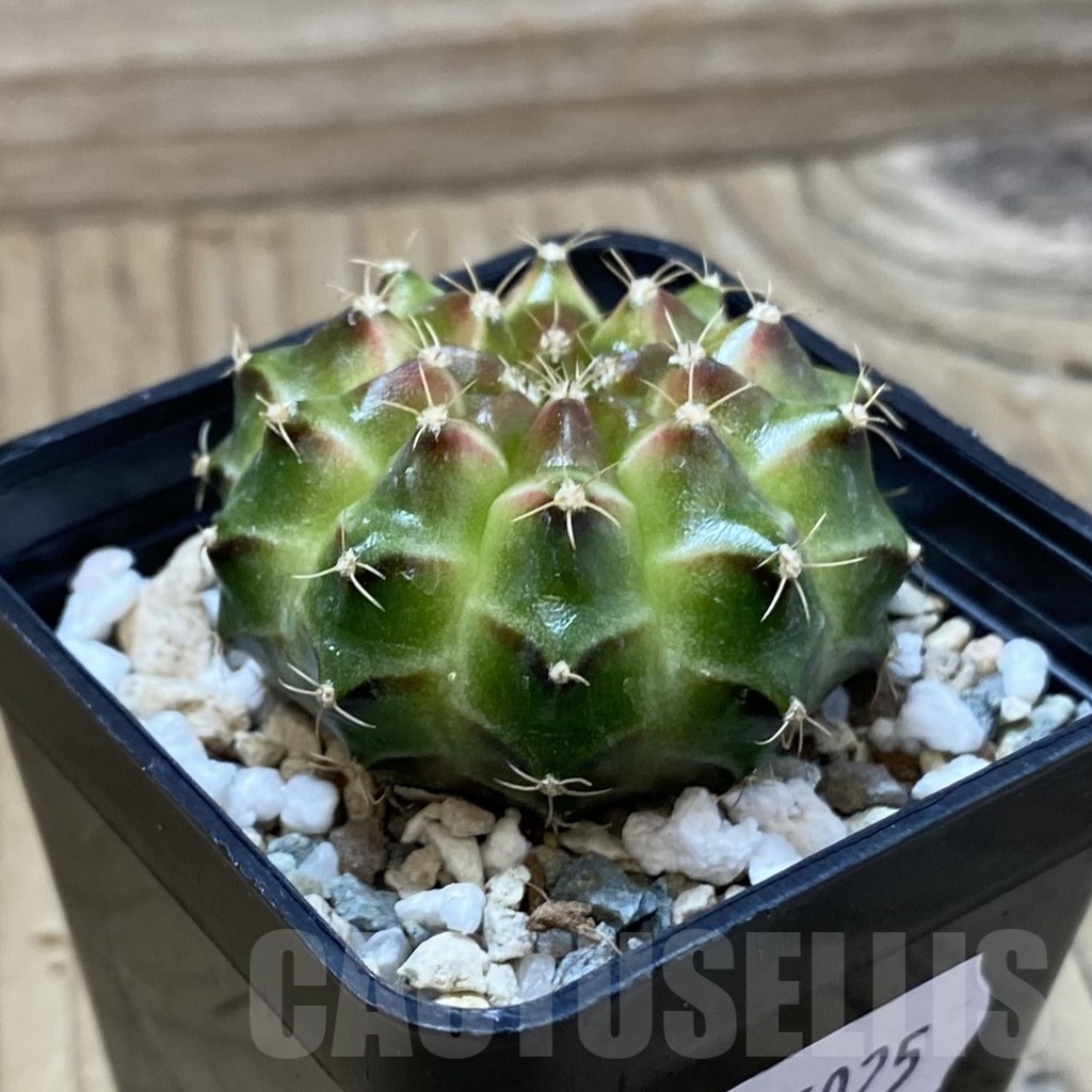SH25025 Gymnocalycium mihanovichii ‘Neon’ hybrid - Image 2