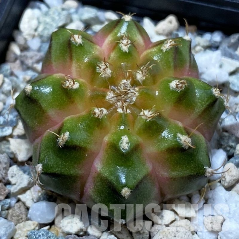 SH25026 Gymnocalycium mihanovichii ‘Neon’ hybrid