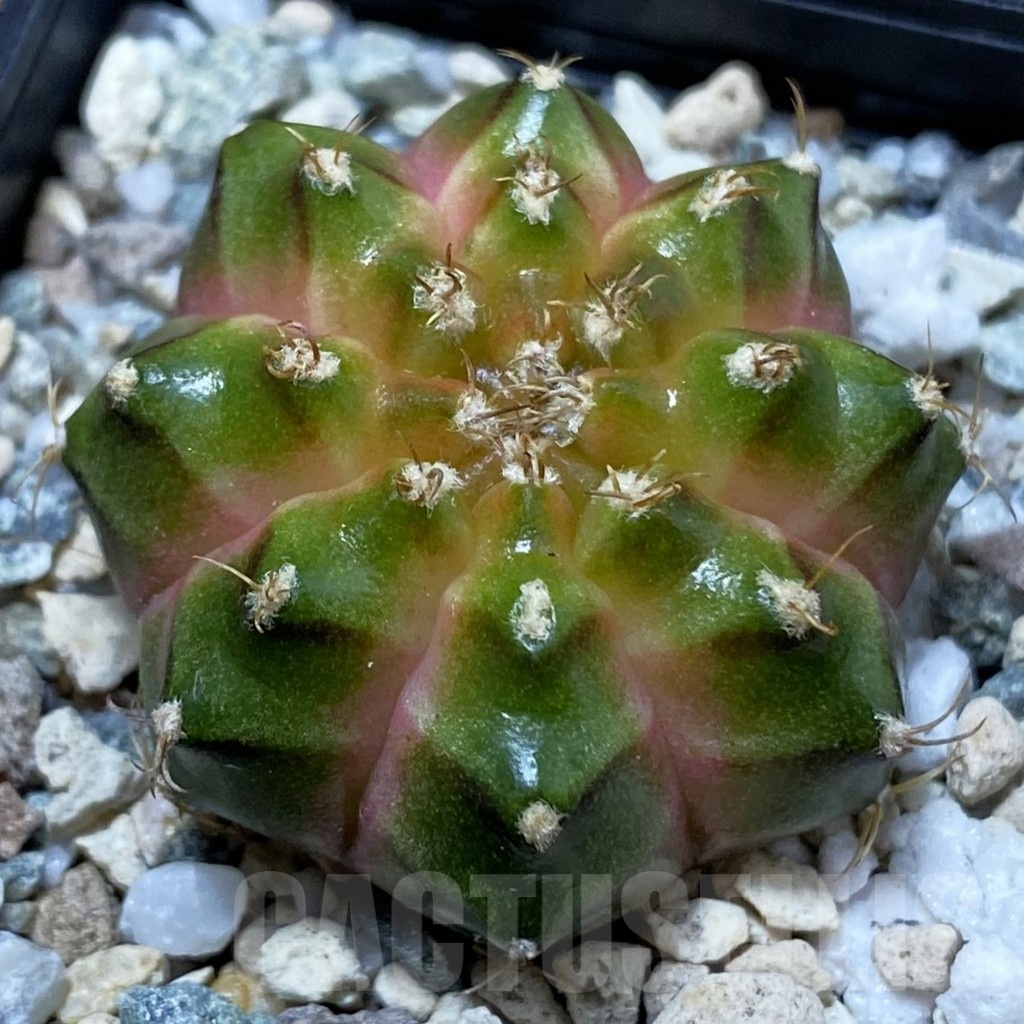 SH25026 Gymnocalycium mihanovichii ‘Neon’ hybrid