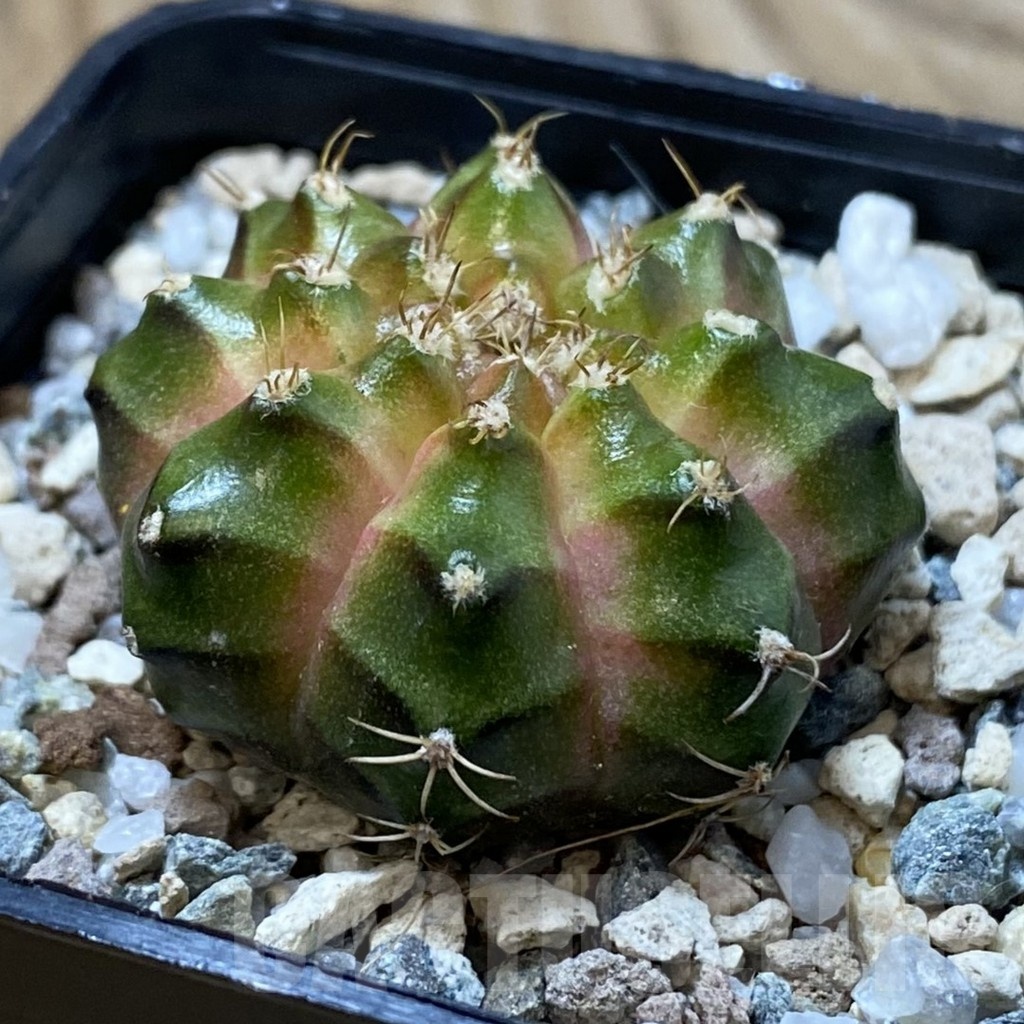 SH25026 Gymnocalycium mihanovichii ‘Neon’ hybrid - Image 2