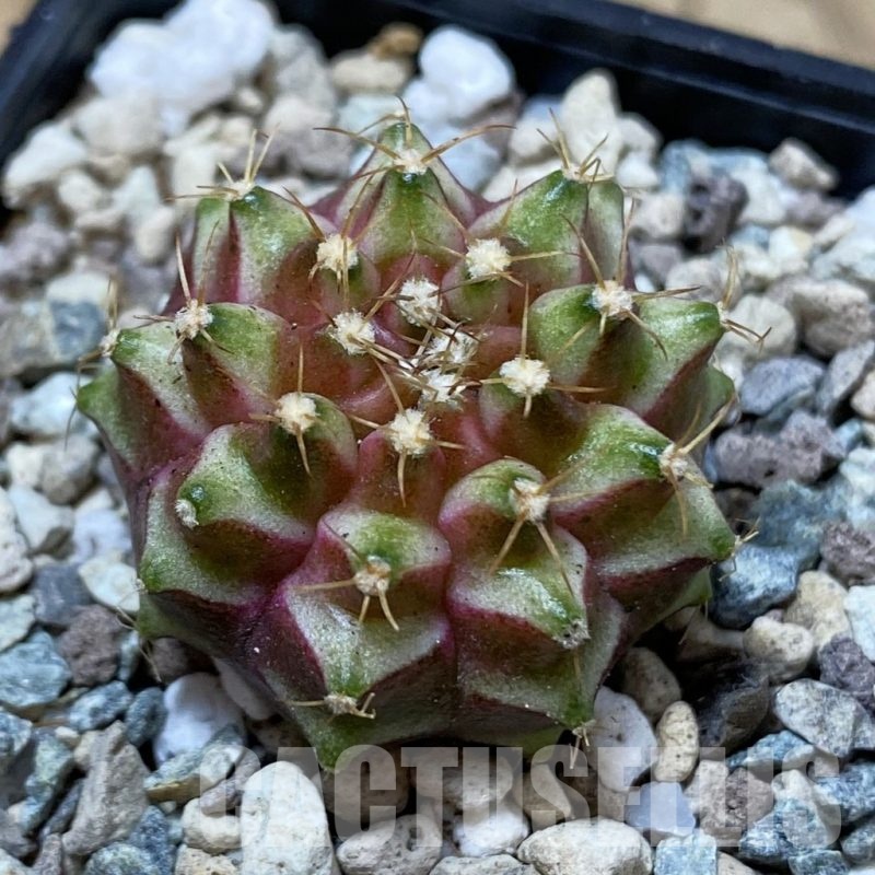 SH25027 Gymnocalycium mihanovichii ‘Neon’ hybrid