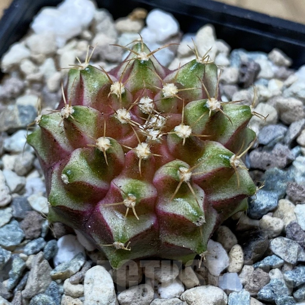 SH25027 Gymnocalycium mihanovichii ‘Neon’ hybrid