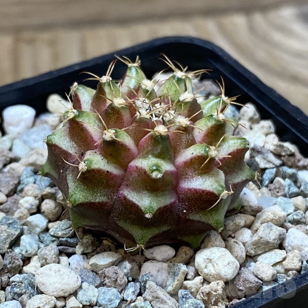 SH25027 Gymnocalycium mihanovichii ‘Neon’ hybrid - Image 2