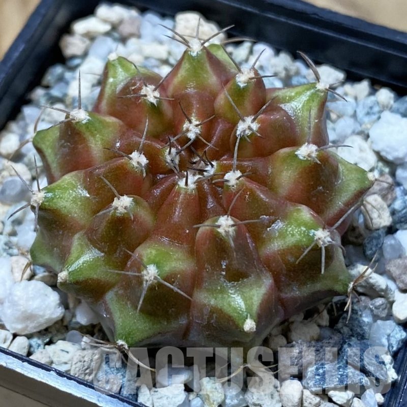 SH25028 Gymnocalycium mihanovichii ‘Neon’ hybrid