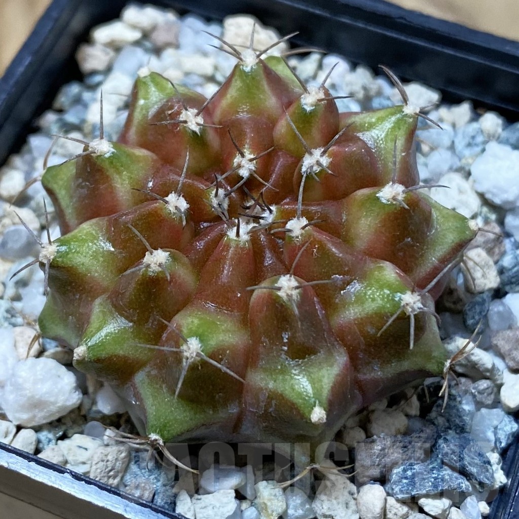 SH25028 Gymnocalycium mihanovichii ‘Neon’ hybrid