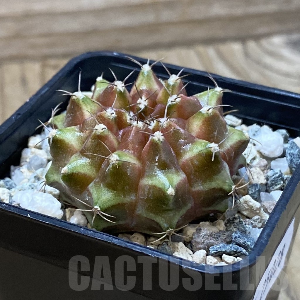 SH25028 Gymnocalycium mihanovichii ‘Neon’ hybrid - immagine 2