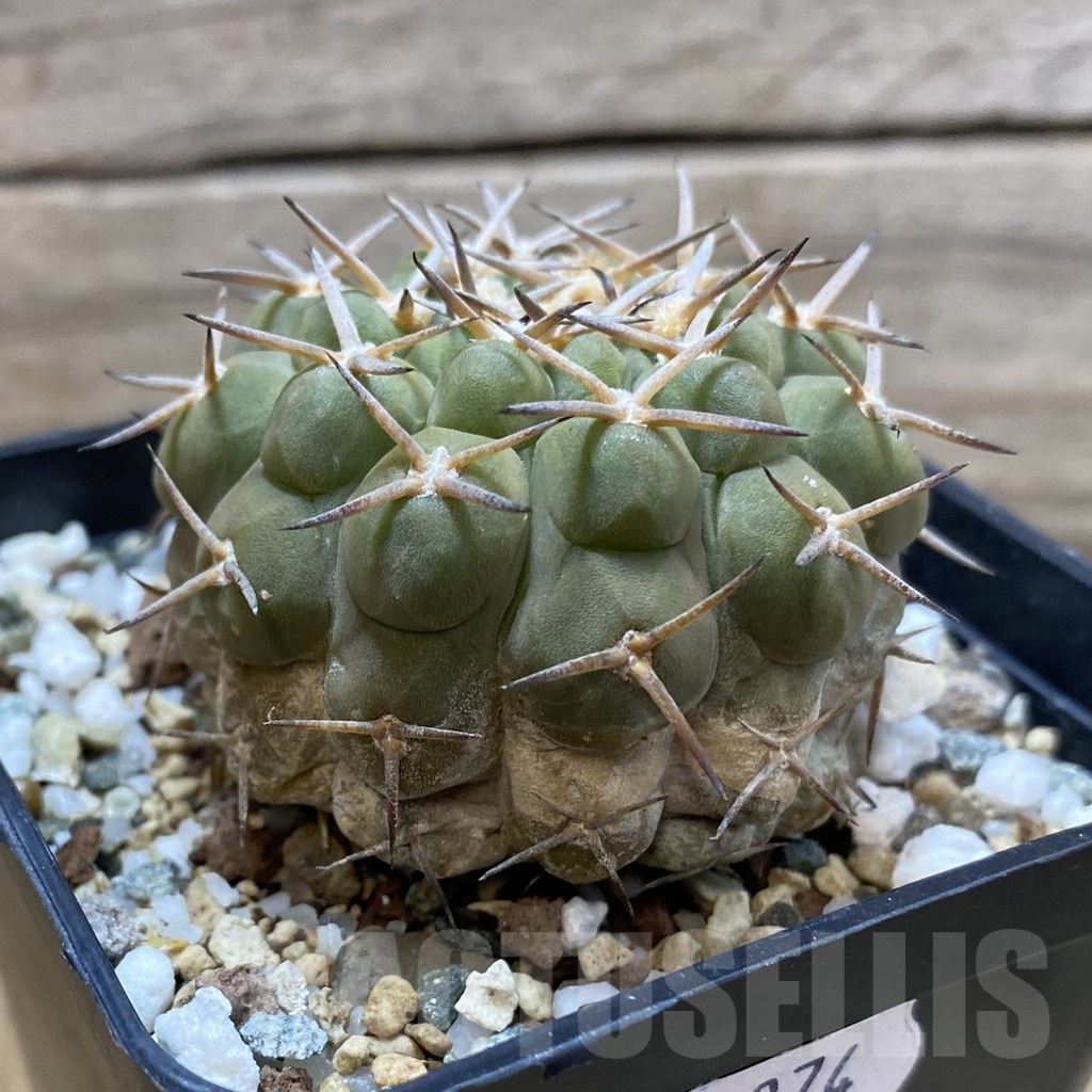 SH24974 Gymnocalycium varispinum - Image 2