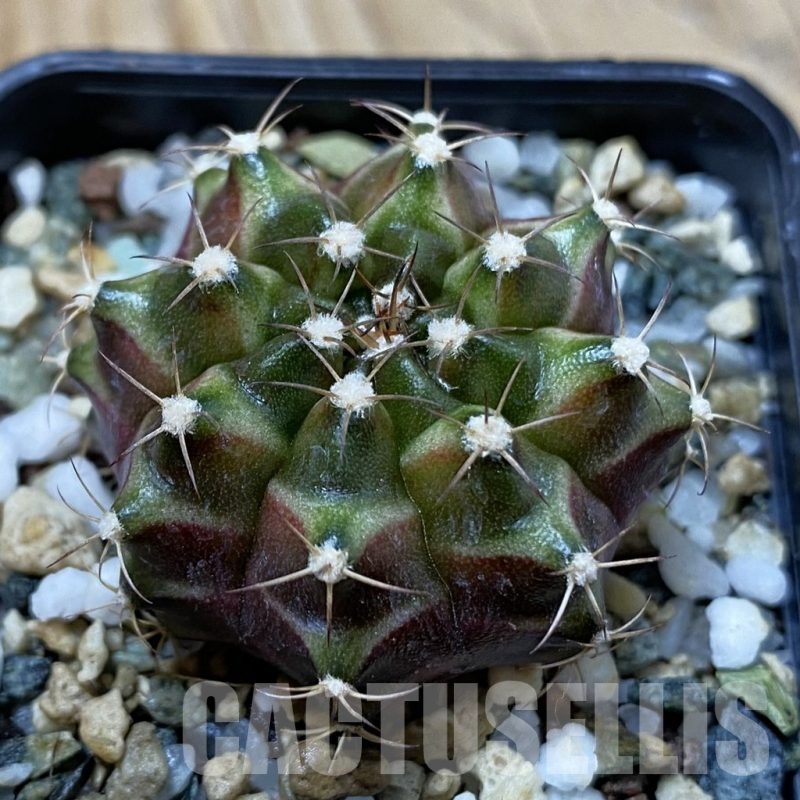 SH25029 Gymnocalycium mihanovichii ‘Neon’ hybrid