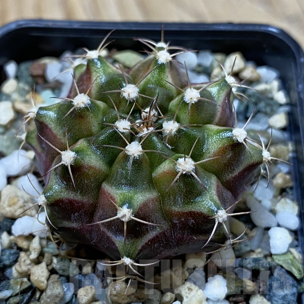 SH25029 Gymnocalycium mihanovichii ‘Neon’ hybrid