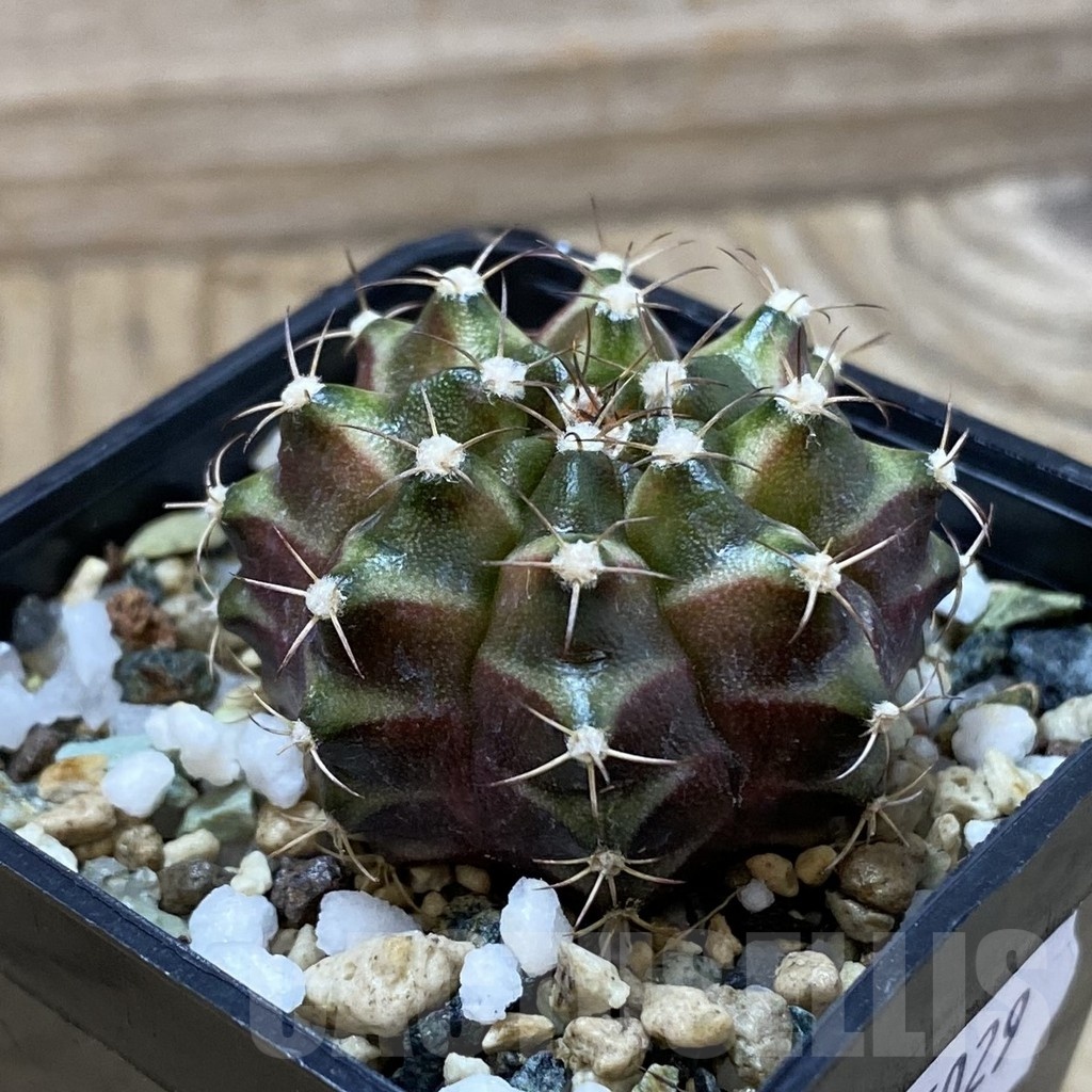 SH25029 Gymnocalycium mihanovichii ‘Neon’ hybrid - immagine 2