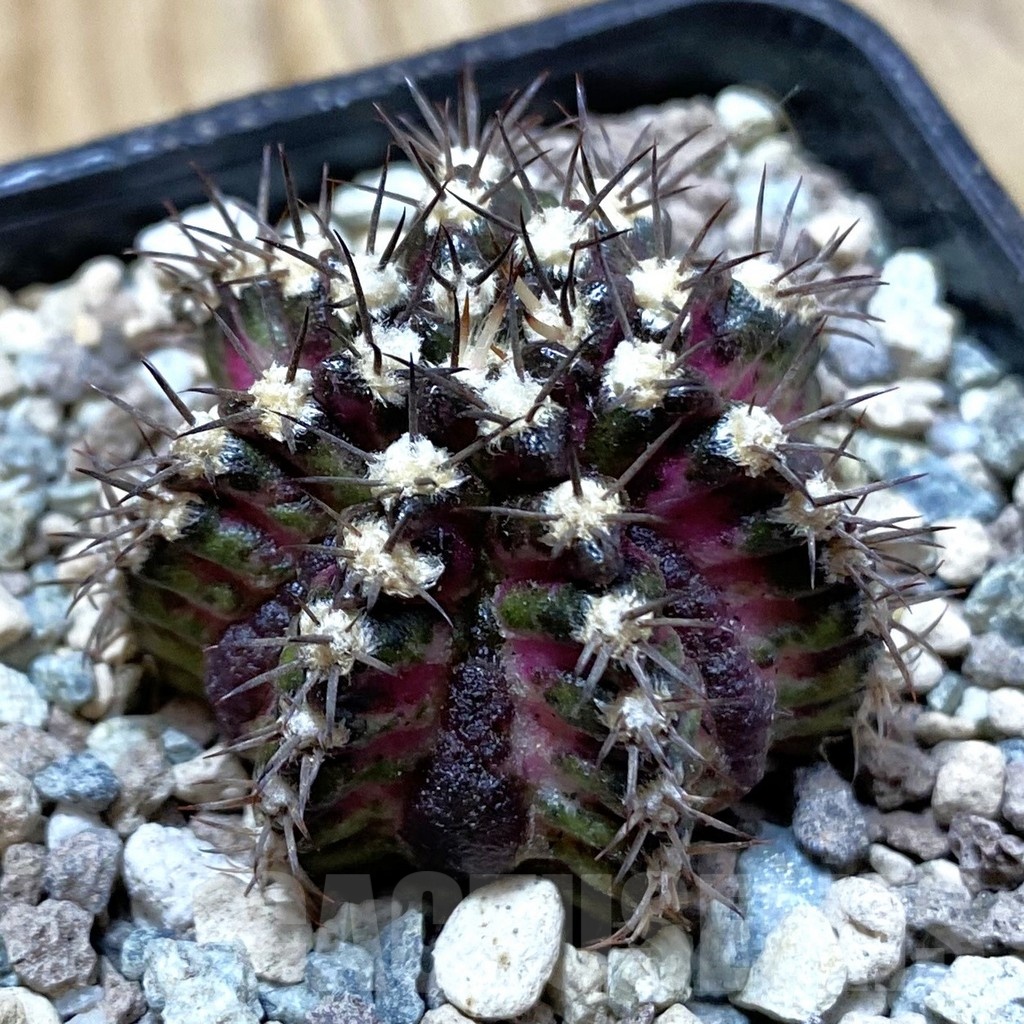 SH25030 Gymnocalycium mihanovichii ‘T-Lux’
