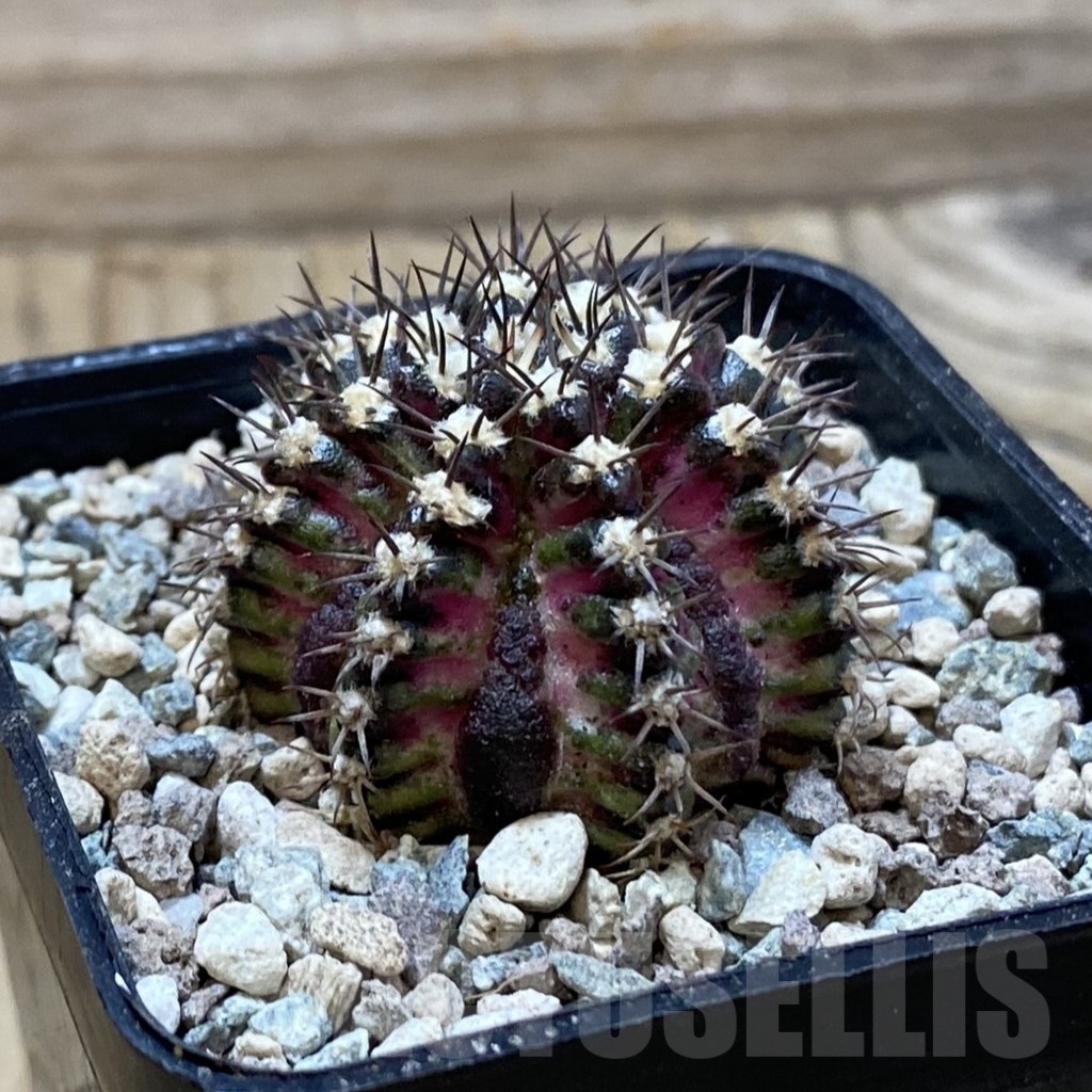 SH25030 Gymnocalycium mihanovichii ‘T-Lux’ - immagine 2