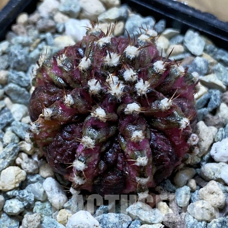 SH25031 Gymnocalycium mihanovichii ‘T-Rex’