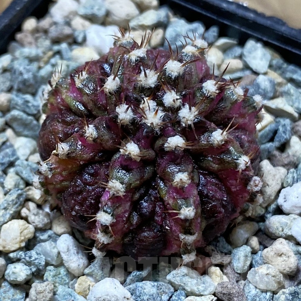 SH25031 Gymnocalycium mihanovichii ‘T-Rex’