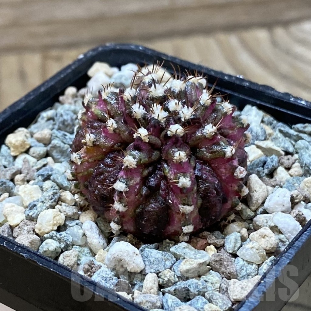 SH25031 Gymnocalycium mihanovichii ‘T-Rex’ - immagine 2