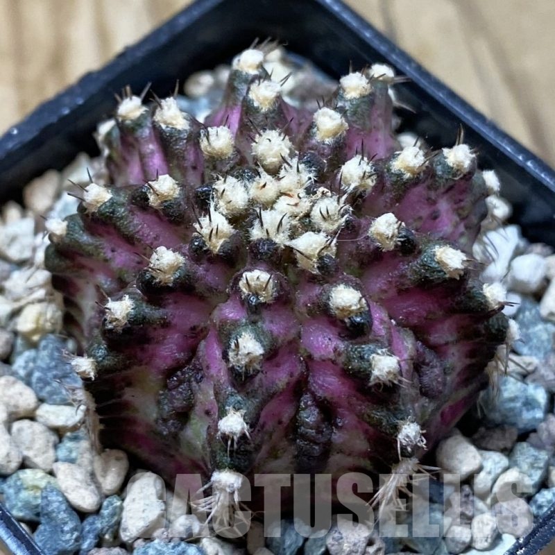 SH25032 Gymnocalycium mihanovichii ‘T-Lux’