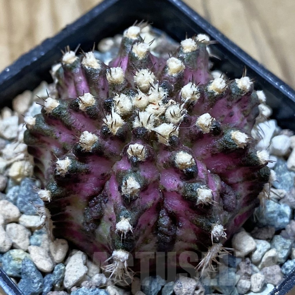 SH25032 Gymnocalycium mihanovichii ‘T-Lux’