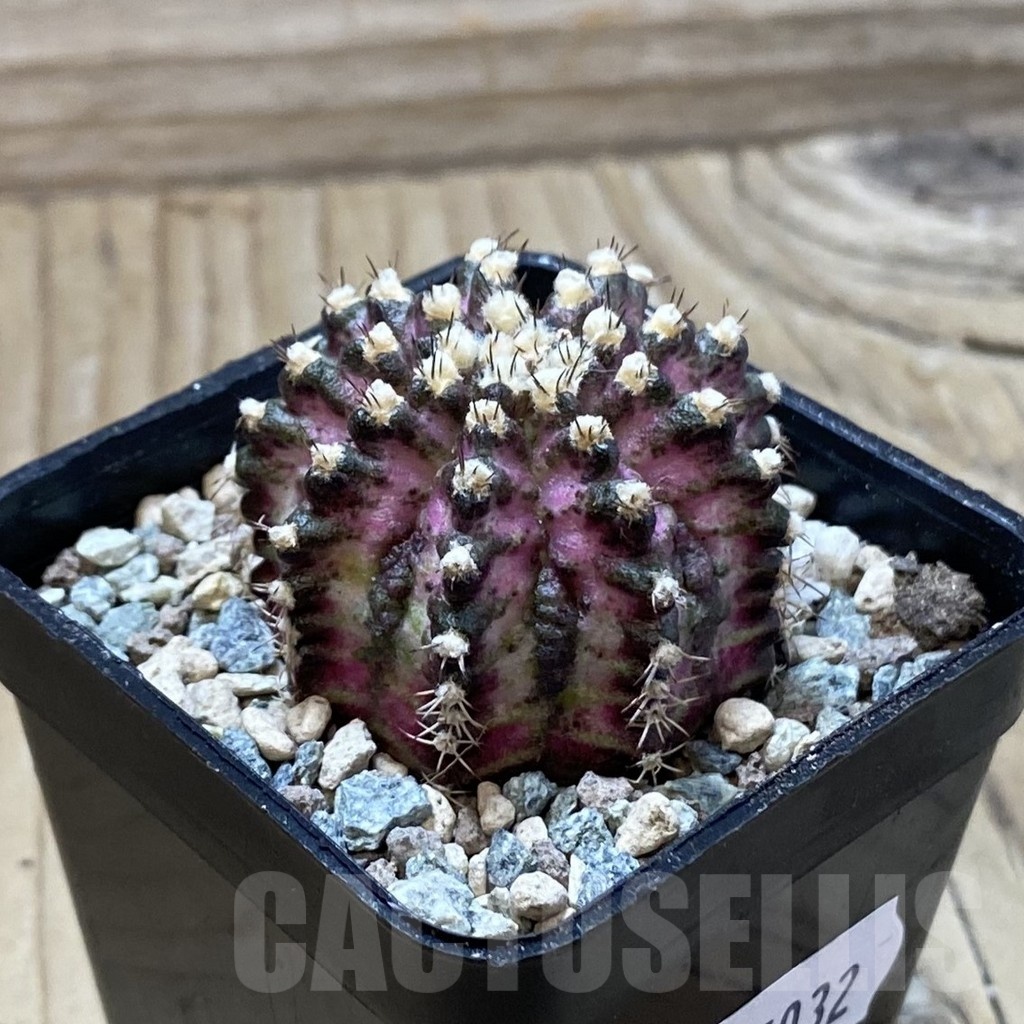 SH25032 Gymnocalycium mihanovichii ‘T-Lux’ - immagine 2