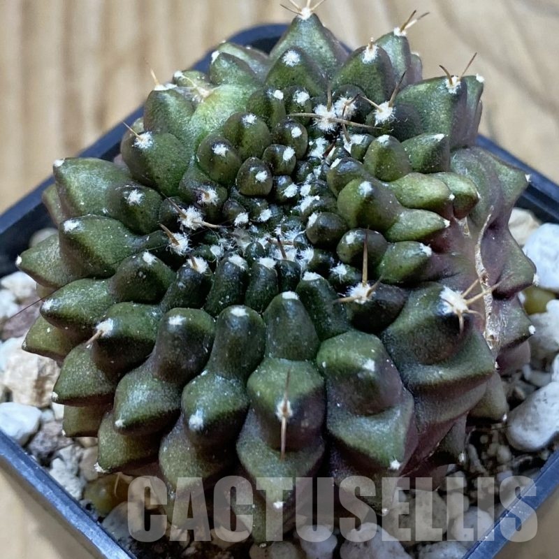 SH25033 Gymnocalycium mihanovichii ‘inermis’