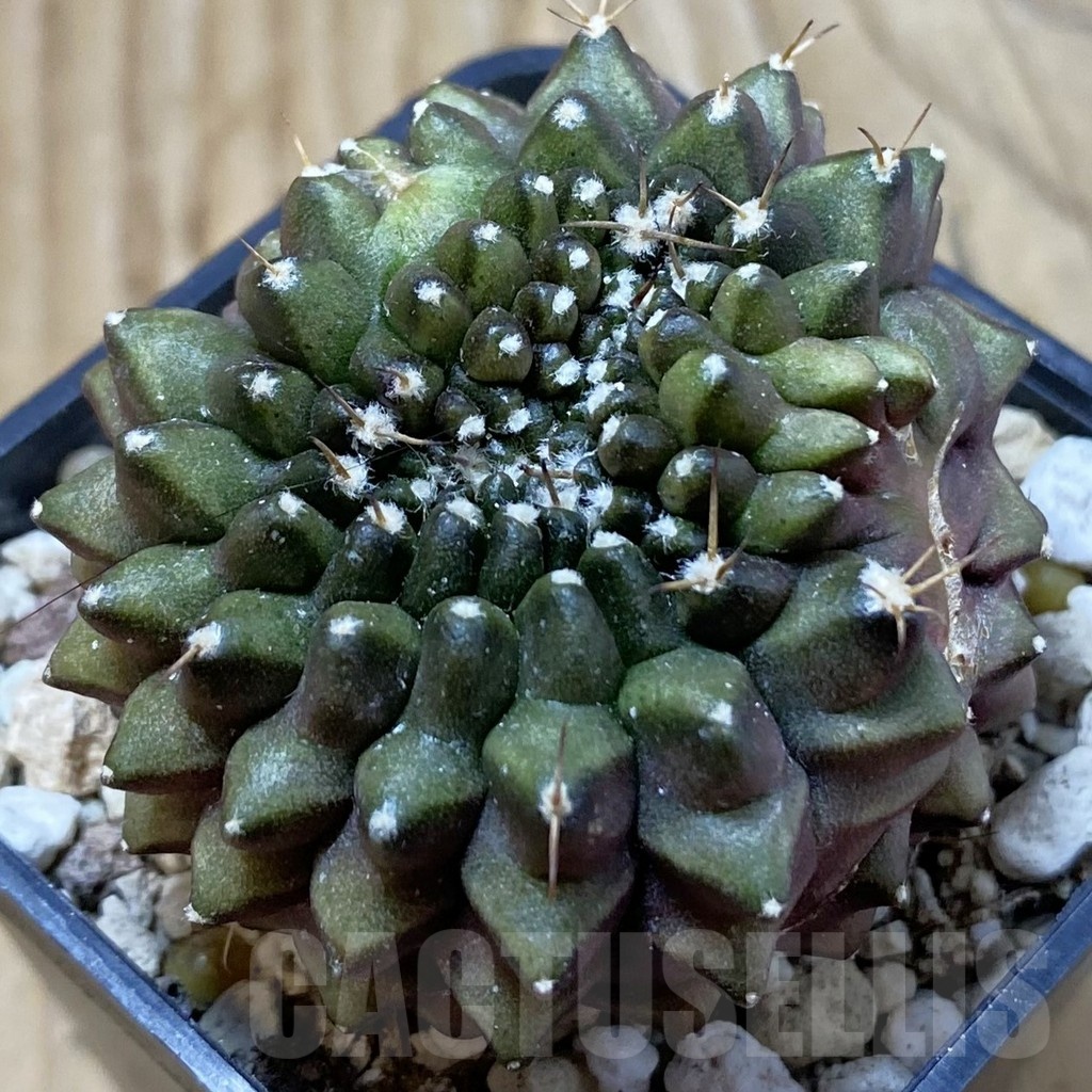 SH25033 Gymnocalycium mihanovichii ‘inermis’