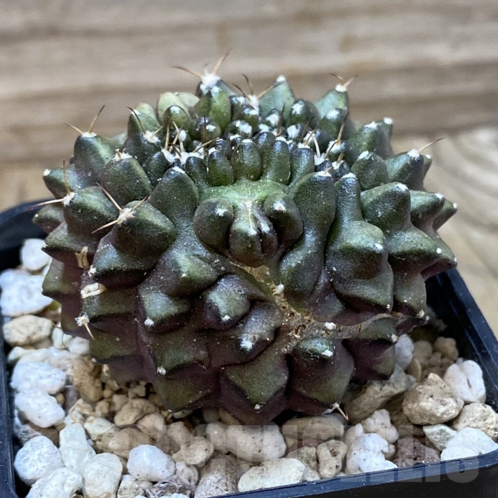 SH25033 Gymnocalycium mihanovichii ‘inermis’ - immagine 2