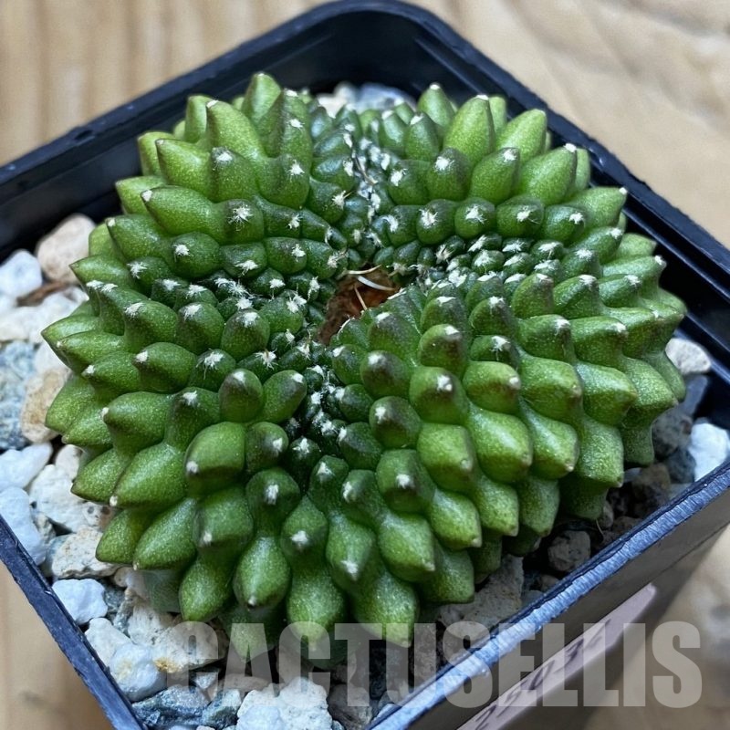 SH25034 Gymnocalycium mihanovichii ‘inermis’