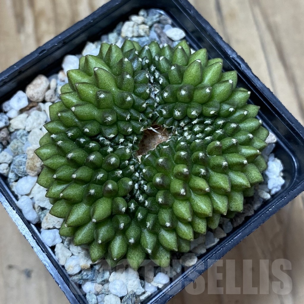 SH25034 Gymnocalycium mihanovichii ‘inermis’ - immagine 2
