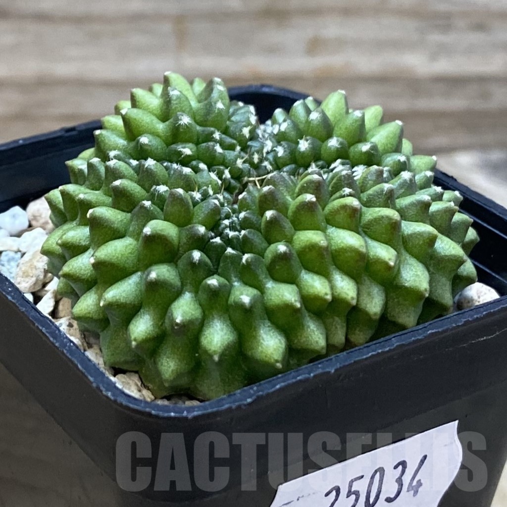 SH25034 Gymnocalycium mihanovichii ‘inermis’ - immagine 3