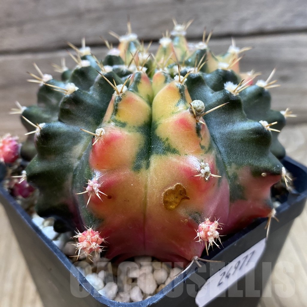SH24977 Gymnocalycium mihanovichii f. variegata, 6 years old seedling - Image 3