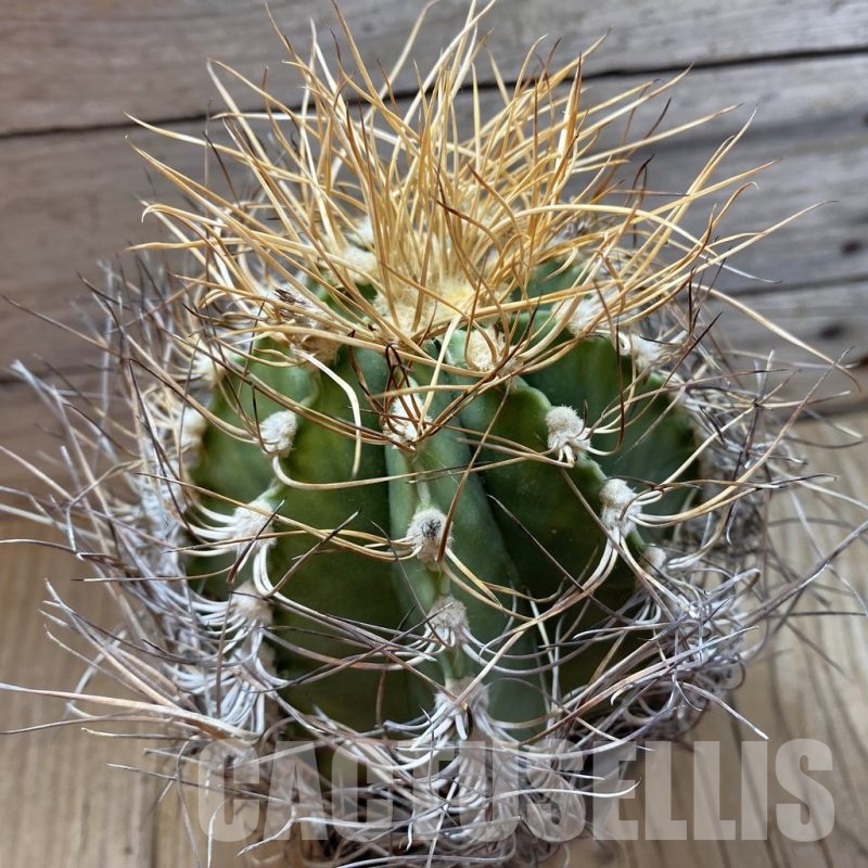 SH24970 Astrophytum senile v. aureum, 14 years old