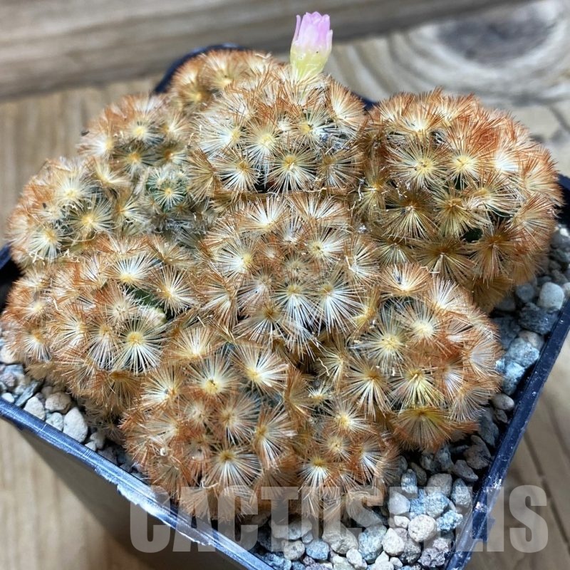 SH24975 Mammillaria carmenae ‘Buddha’ hybrid