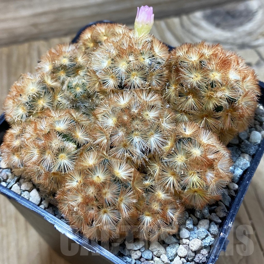 SH24975 Mammillaria carmenae ‘Buddha’ hybrid