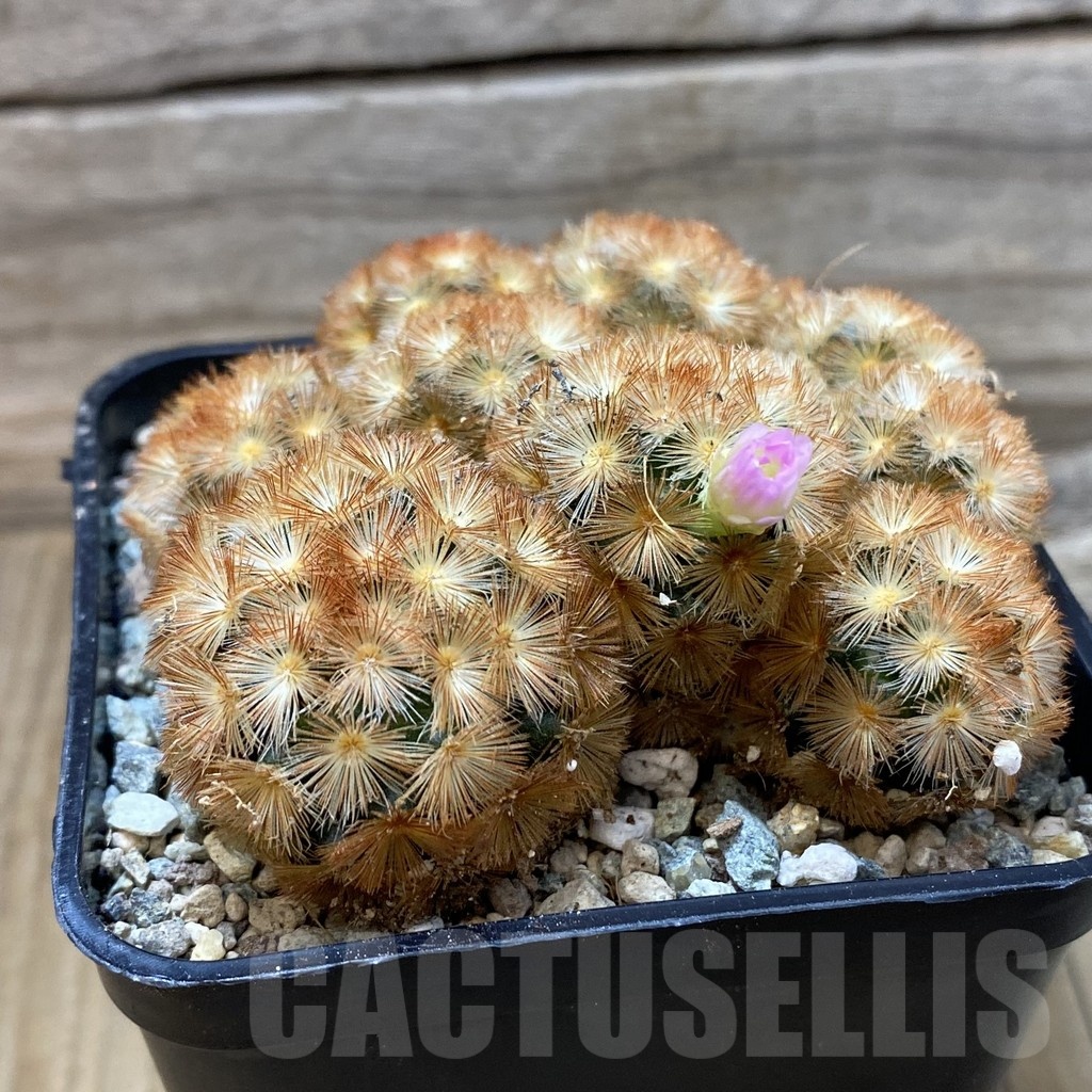 SH24975 Mammillaria carmenae ‘Buddha’ hybrid - Image 2