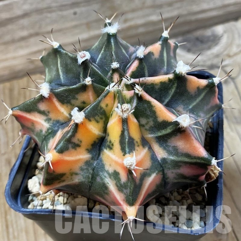 SH24976 Gymnocalycium mihanovichii f. variegata, 6 years old seedling